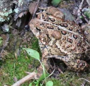 American toad in mosses at Lake Superior, Split Rock MN (Photo Pippa Armstrong)