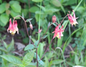 Wild Columbine (Aquilegia canadensis) at the North Shore MN (Photo Jim Armstrong)