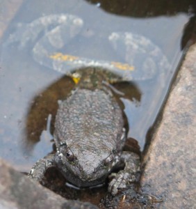 Gray tree frog in ephemeral pool on rocky Lake Superior shore, Split Rock MN (Photo Pippa Armstrong)
