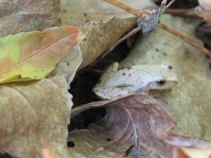 Spring Peeper about to burrow down.