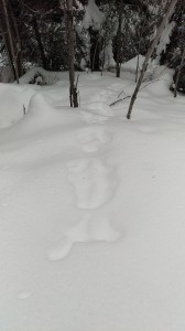 How did these tracks begin in the middle of nowhere?  Flying squirrel dropped in--notice the tail smudge on the left. Photo K. Chapman