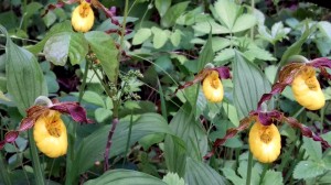 Small yellow lady's-slippers showing off at the beginning of June in northern Minnesota.  Photo K. Chapman.