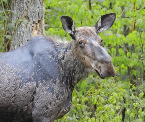 A lady moose losing her winter pelt on June 1, in Ontario.  Nutritious new leaves are a big improvement over what she had to eat over the winter.  Photo B Cameron.