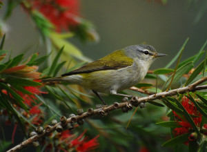 A male Tennessee warbler in his winter haunts--Costa Rica!--waiting for the signal to head north.  (It's sex, by the way.)  Photo Jerry Oldenettel.