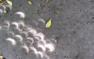 Walnut leaves taking a picture of the great 2017 eclipse--as only walnut leaves can do.  Photo by Jim Armstrong