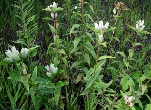 The rare, savanna-dwelling cream gentian growing next to Highway 8 once upon a time--a casualty of road widening.  Photo   by Kim Chapman
