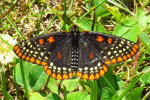 Orange is rare color in nature, unless you're a Baltimore checkerspot, seen here on July 7, 2014, at Shirley's Bay in Ottawa, Canada.  Baltimore checkerspot's life depends on turtlehead, a plant of sedge meadows, wet prairies and bogs--and does even better when nearby upland meadows are full of wildflowers.  Photo D. Gordon E. Robertson