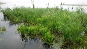 The splendid variety of plants in a floating sedge mat:  marsh shield fern, wiregrass, tussock sedge, swamp candles, water dock, and broad-leaved cattail fitting in nicely as a well-behaved member of its community--to name a few.  Photo Kim Chapman