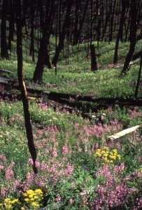 Wildflowers blooming the summer after the ferocious 1988 Yellowstone fire.  Photo Jim Peako, National Park Service.