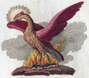 The most famous dreamed bird, a phoenix, imagined by F J Bertuch in 1806, as the documentation of real birds was well underway.